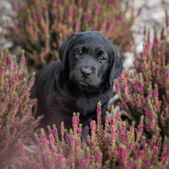 Labradorský retrívr s PP - 5