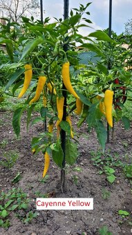 Prodám přebytky sazenic chilli paprik - 5