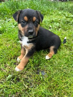 Štěňata 🐶bordel kolie křížená - 5