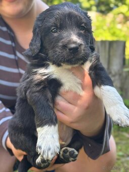 Bernský salašnický X labrador - 5
