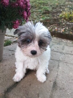 Yorkshire teriér Biro(Jorkšírský teriér Biro) - 5