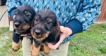 Jezevčík drsnosrstý standard - 5