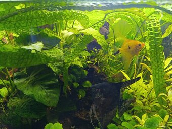 Prodám akvárium cca 200l - 5