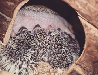 Ježek bělobřichý - 5