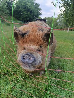 Kune kune - 5