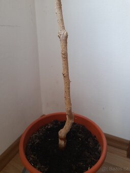 Ficus benjamin - 5