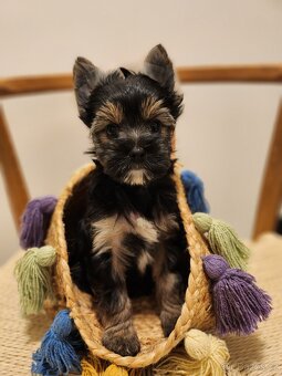 Jorkšírský teriér - 5