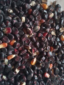 Červená a černá kukuřice - 5
