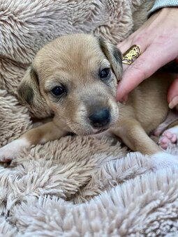 Štěňata kříženec Parson russel teriér - 5