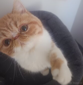 Perská a exotická koťátka s Pp - 5