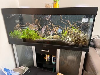 Geophagus Sveni Rio - 5