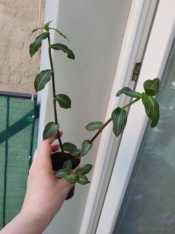 Rymovnik. Tradeskantia elegans. - 5