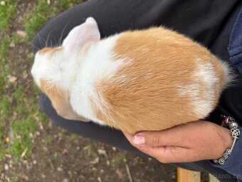 Nádherný sameček mini lop - 5