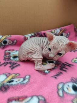 Kanadský Sphynx koťátka - 5