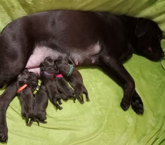Labrador retriever s PP - 5