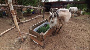 Nabídka ustájení 24/7 - 5