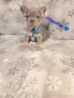 Francouzský buldoček - 5