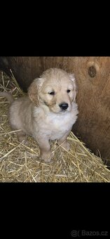 Štěňata Zlatý retrívr - 5