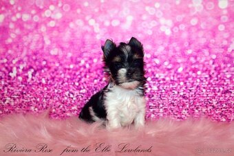 biewer terier s PP jorkšírský Fenka - 5