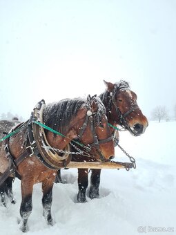 Prodám Slezského Norika - 5