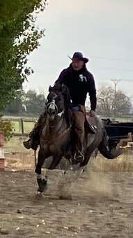 Apha žrebec pripustanie - 5