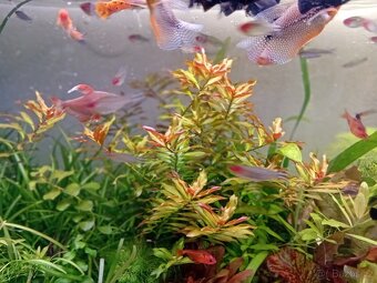 Akvarijní rostliny - 5