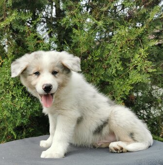 Border Collie, kolia - 5