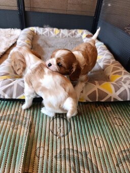 Kavalír king charles spaniel - 5