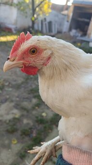 16.tydenni kohouti - 5