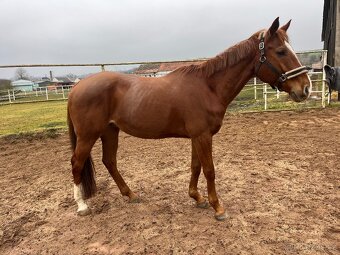 Valach jako spolecnik - 5