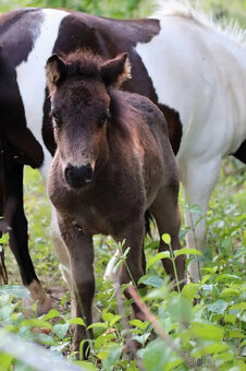 Loňský hřebeček 3/4 shetland pony - 5