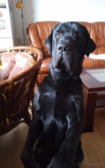 Labrador & Cane Corso - 5
