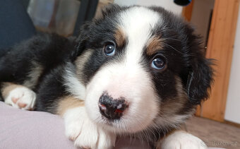 Border kolie - štěňata - 5