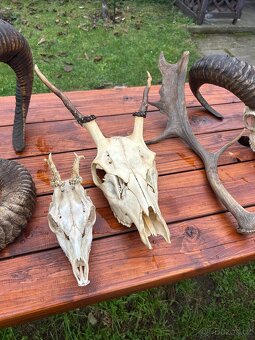 Unikátní kolekce loveckých trofejí – srnčí, mufloní, divočák - 5