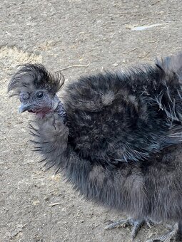 Hedvábničky kohouti - 5