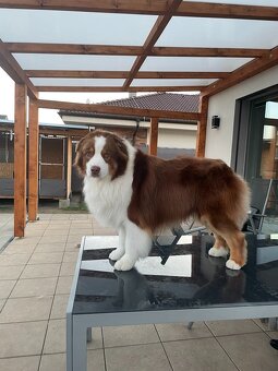 Australsky ovciak - Krytie, PP - 5