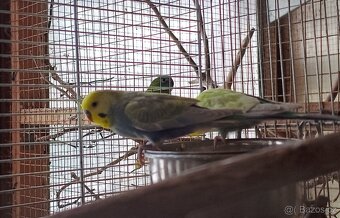 Andulky - 2 samci - 5