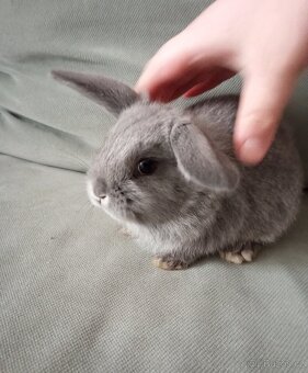 Zakrslý beránek králíček - 5