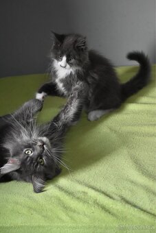 Mainská mývalí s PP - 5