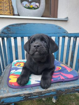 Labradorský retrívr s PP - 5