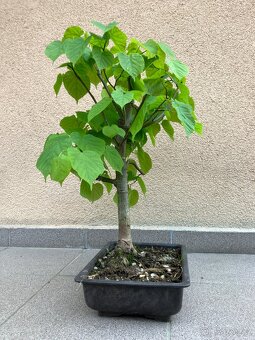 Bonsai, Bonsaj, jamadori, lípa srdčitá - 5