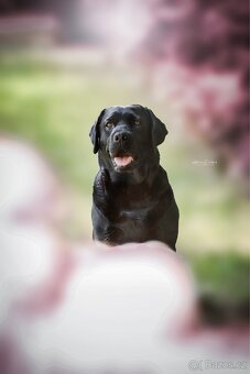 Labradorský retriever s PP - černá štěňátka - 5