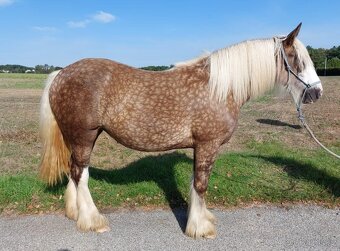 3 leta klisna Irsky Cob - 5