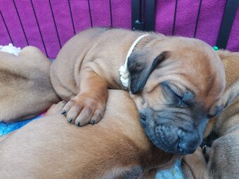 Rhodéský ridgeback - štěňátka k rezervaci 🩷💙 - 5