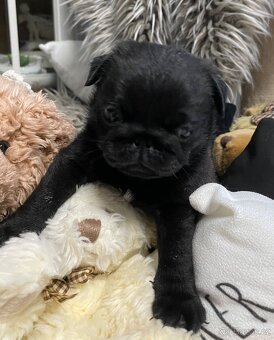 Mops s PP - 5