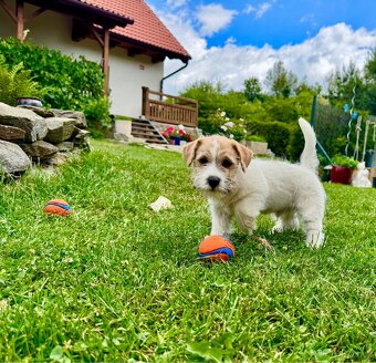 Jack Russell Terier - pejsek , stene s PP - 5