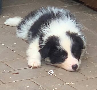 Border kolie - 5