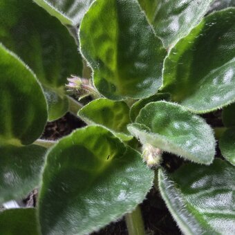 Fialka fialová + bílá strakatá, nakvétá - 5