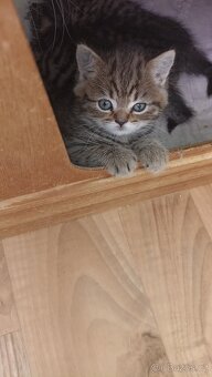 Britská whiskas koťátka s PP - 5