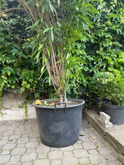 Oleandry - 5